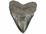 Huge, Fossil Megalodon Tooth - South Carolina #73832-1
